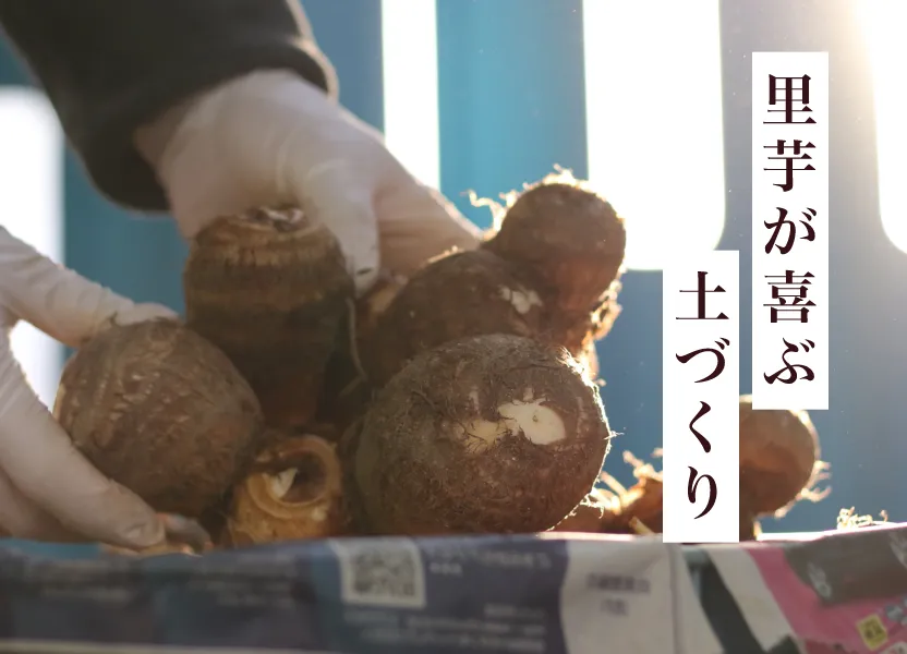里芋が喜ぶ土づくり