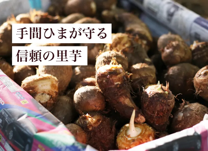 手間ひまが守る信頼の里芋