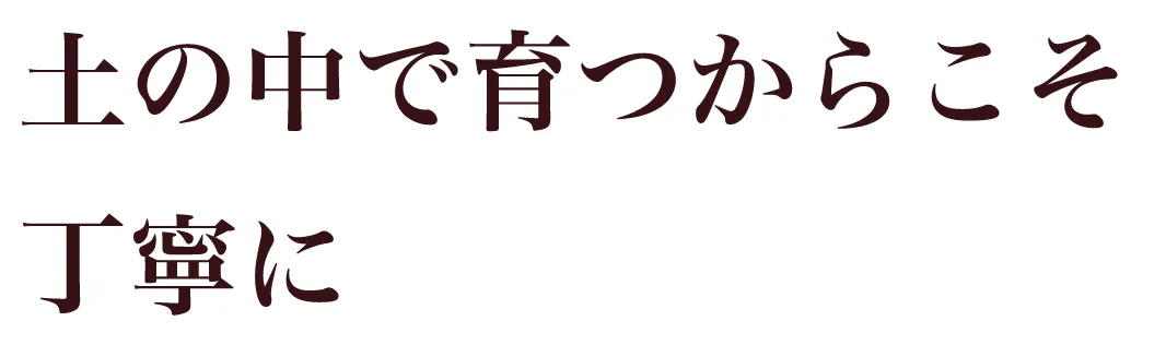 土の中で育つからこそ丁寧に
