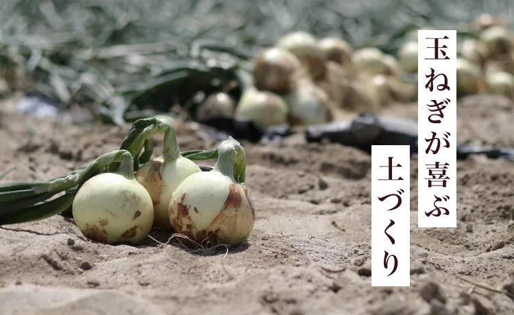 玉ねぎが喜ぶ土づくり